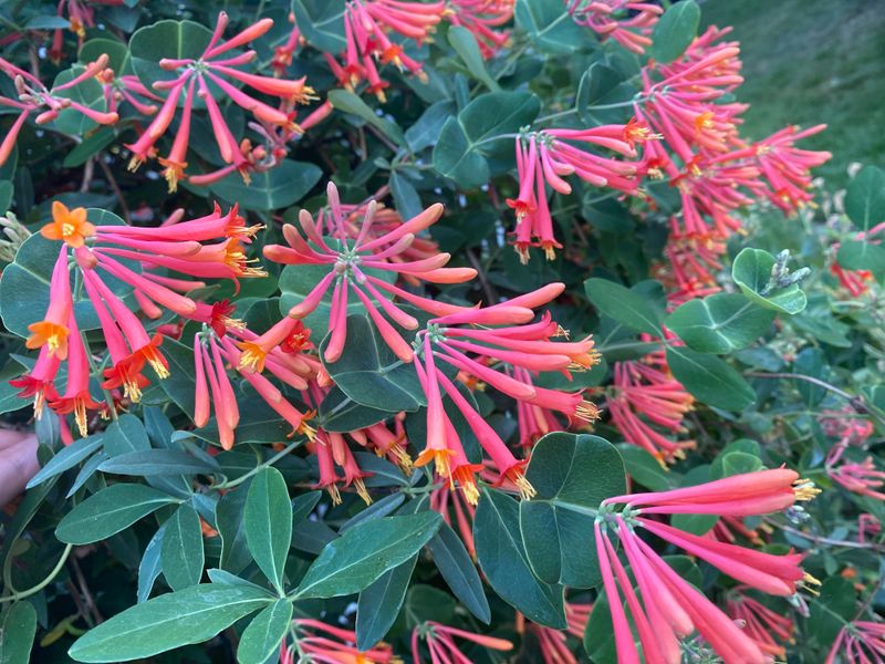 Coral Honeysuckle