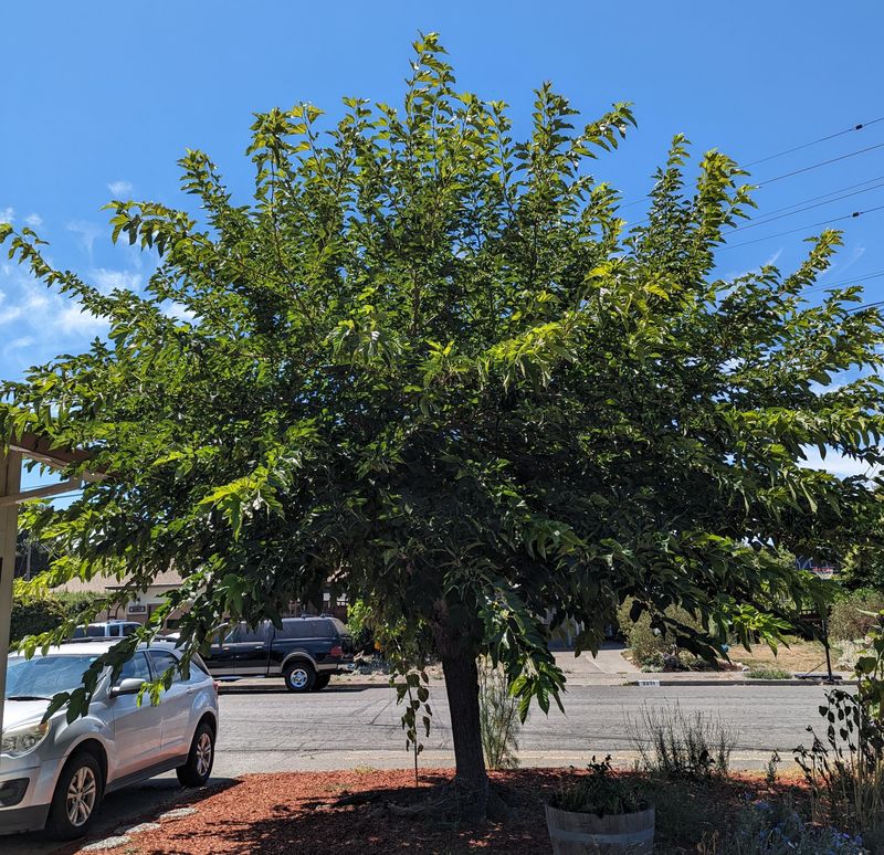 Large Shade Trees