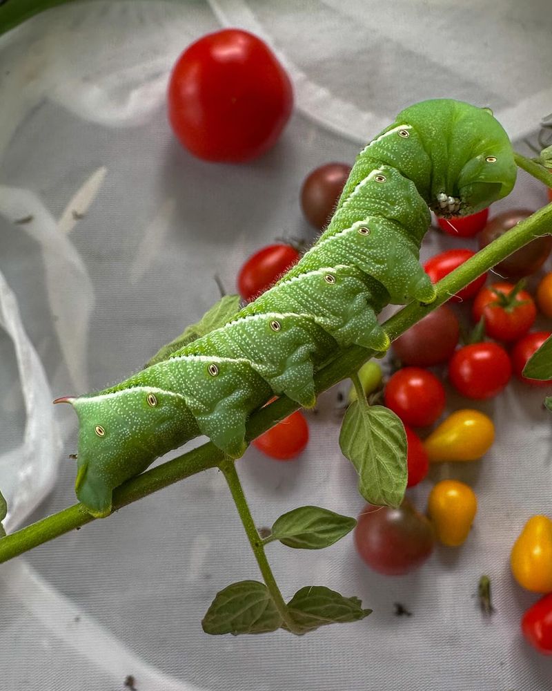 Tomato Plants Summon Hornworms