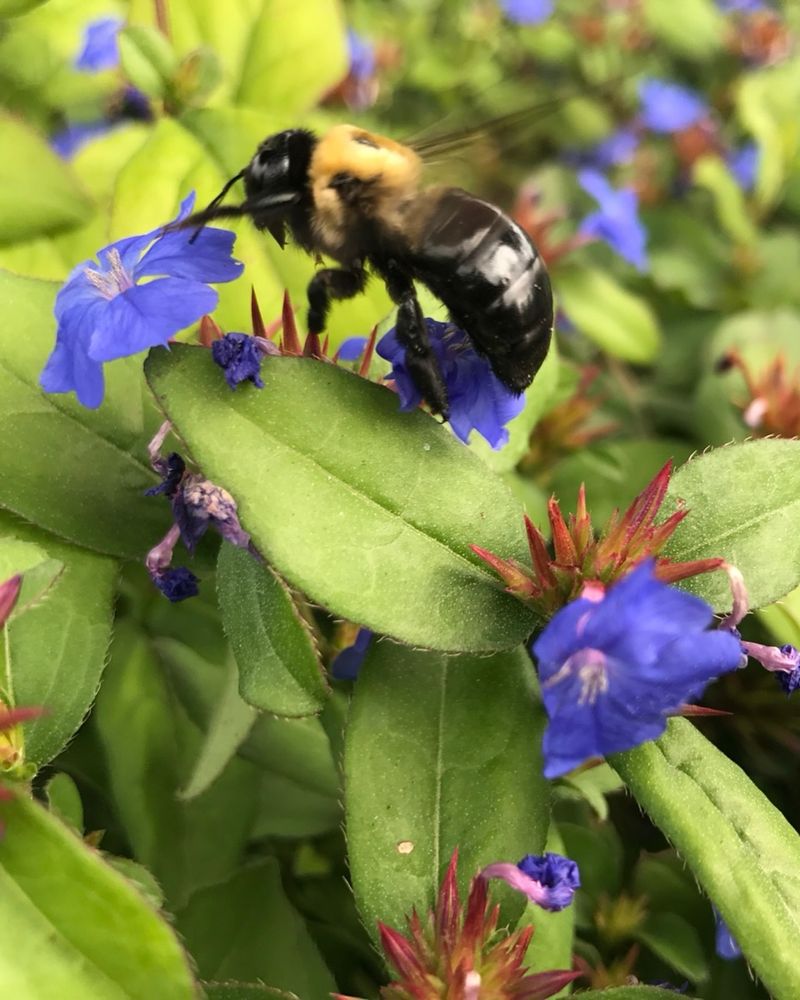 Native Plant Reproduction Relies On Them