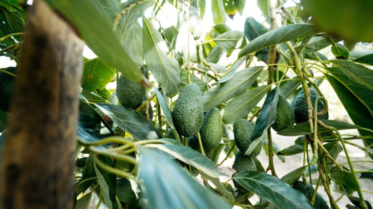 avocado tree fruit