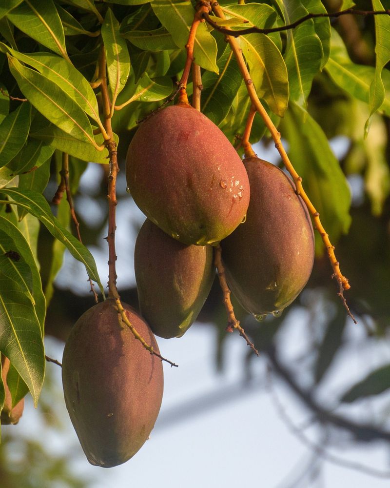 Tropical Mangoes