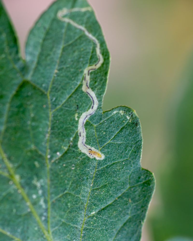 Leafminers