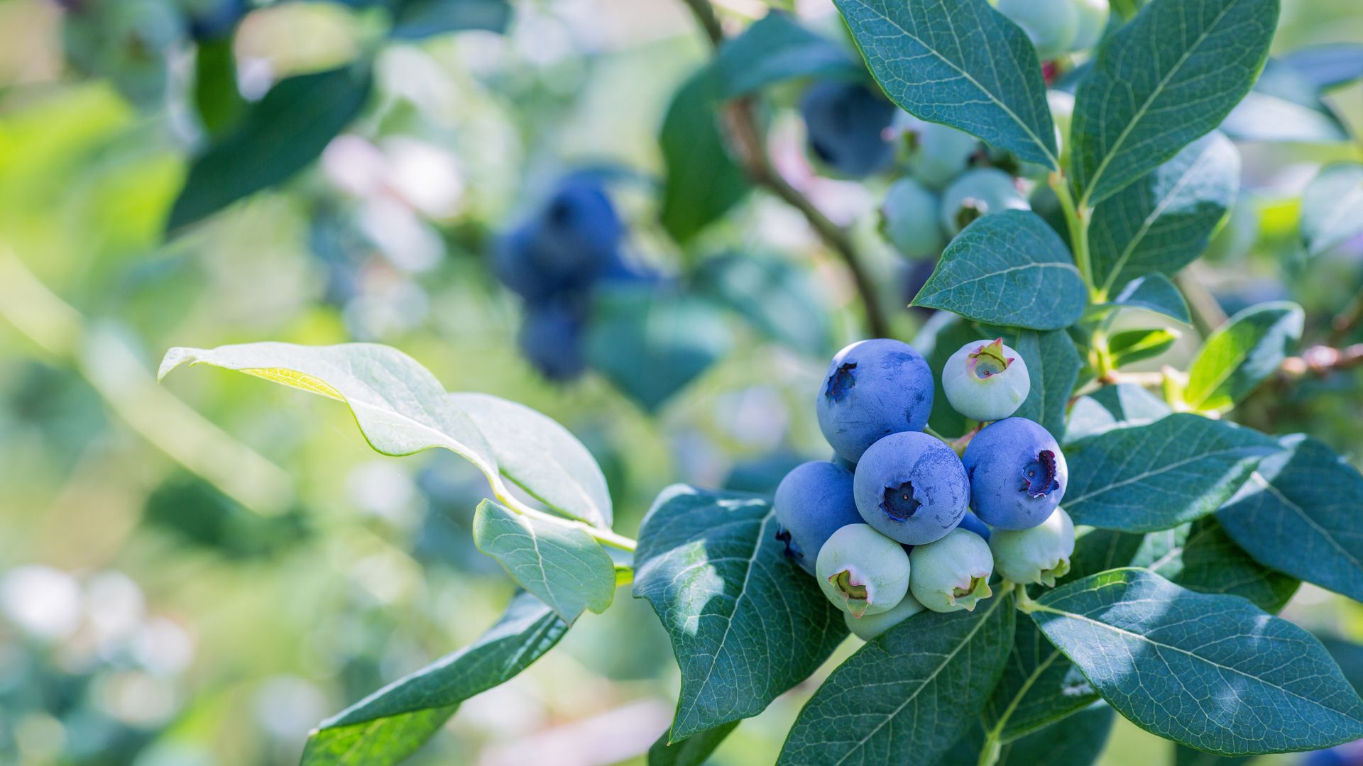 Fruits That Actually Struggle In Arizona