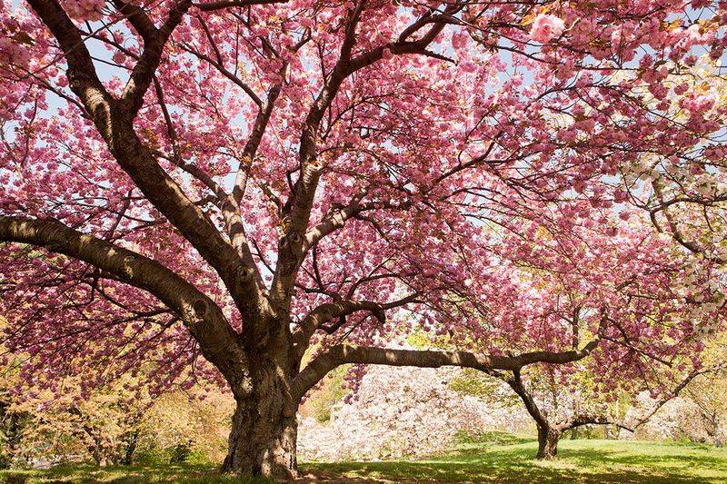 Cherries Need Winter Chill