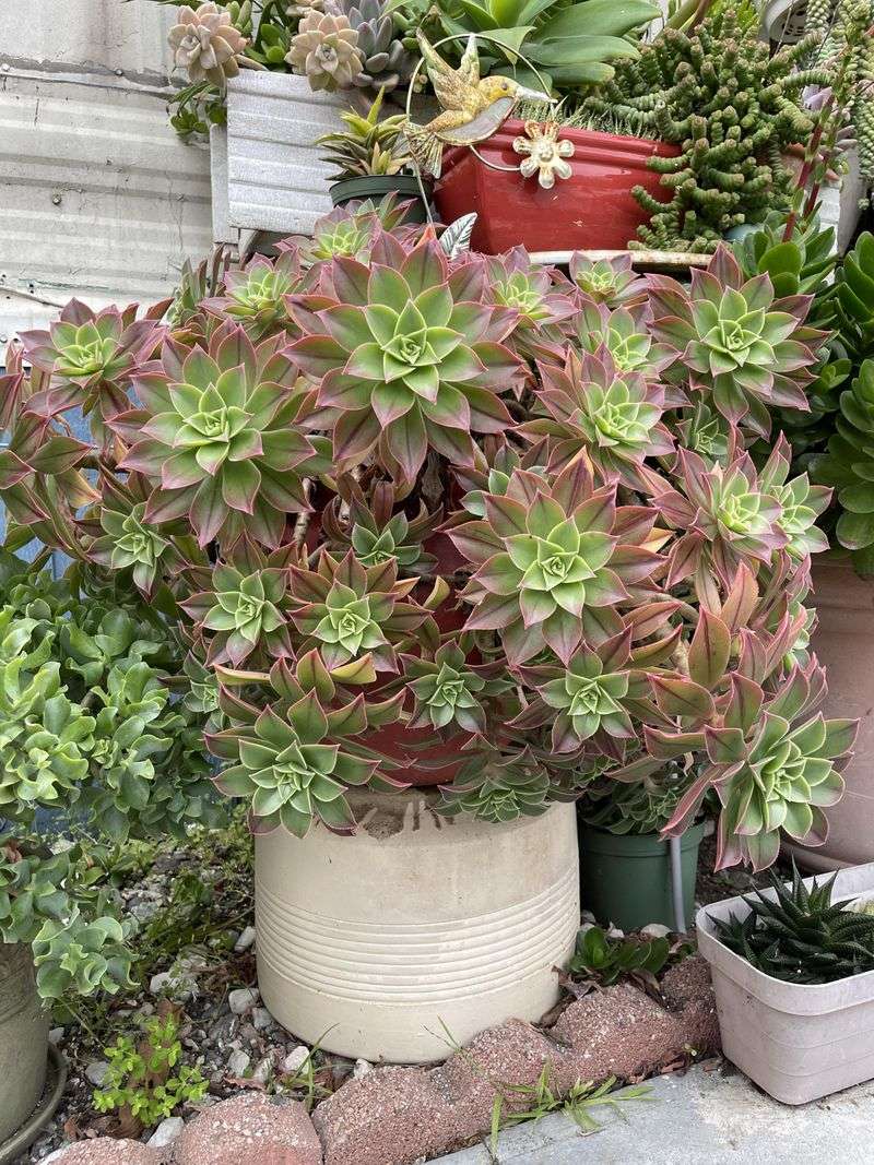Aeonium