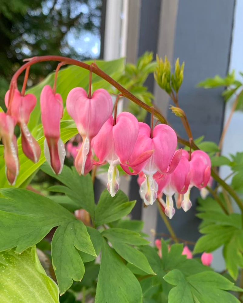 Bleeding Heart: Spring's Shadowy Sweetheart