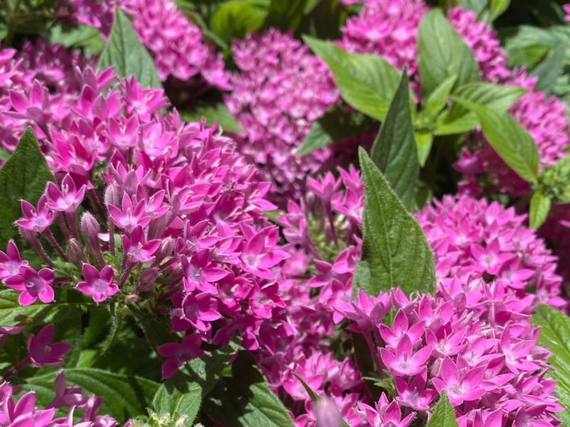 Pentas