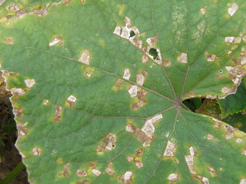 Bacterial Leaf Spot Complications