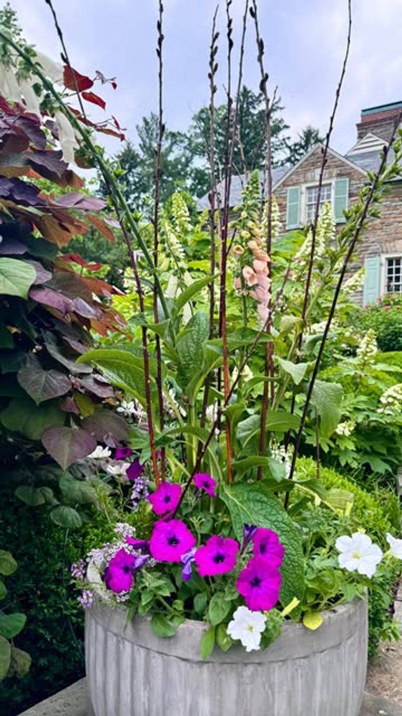 Drooping Container Plants