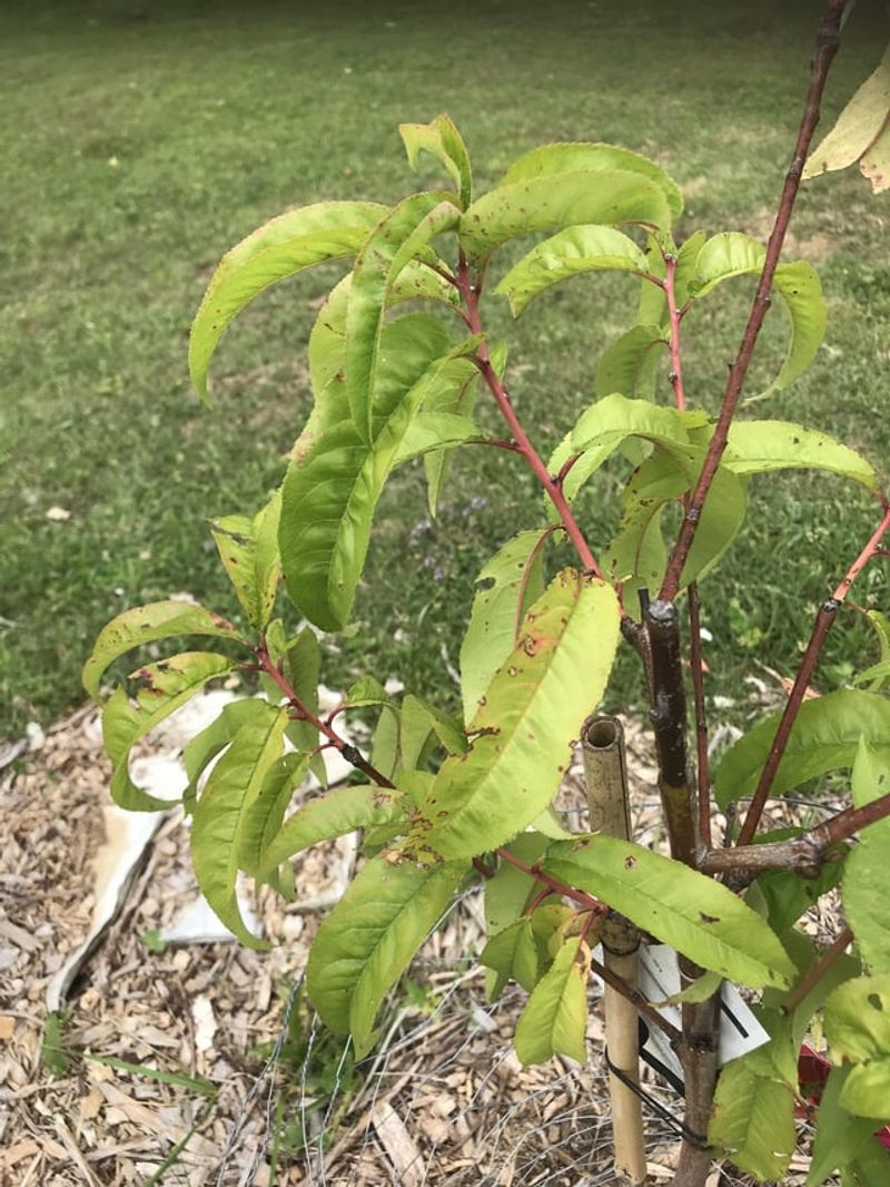 Nutrient Deficiencies