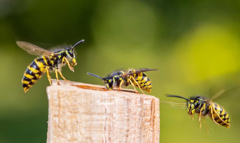 Wasp Repellent