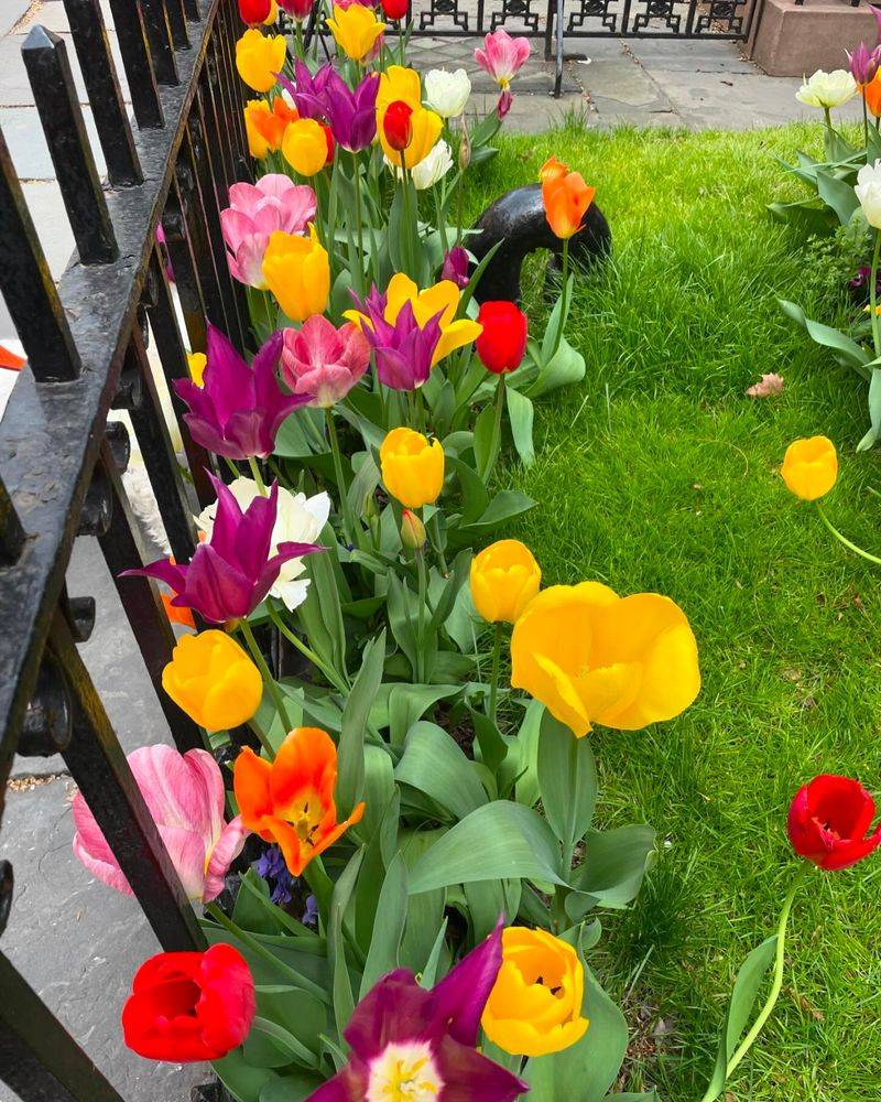 Temperamental Tulips
