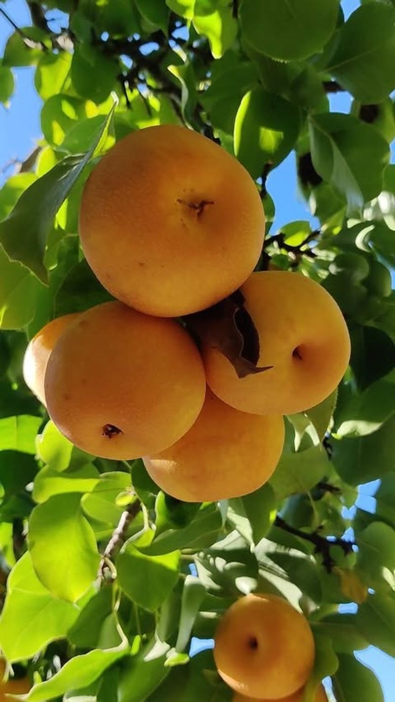 Demanding Pears