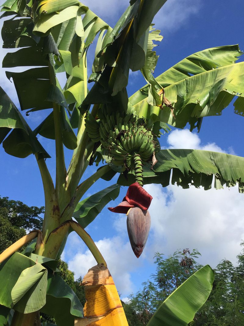 Delicate Bananas