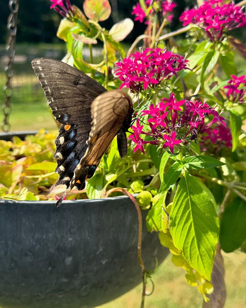 Pentas