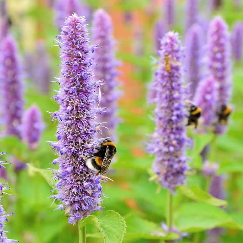 Agastache