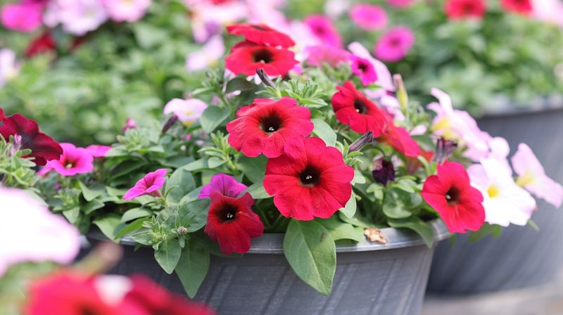 Petunias