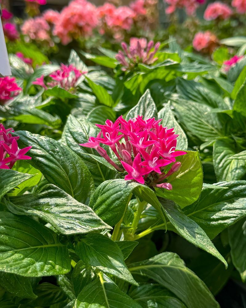 Pentas: Star Performers
