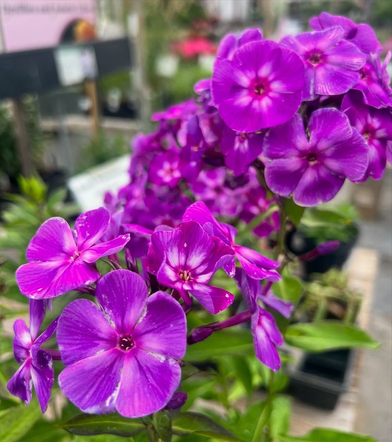 Phlox Extends Fragrant Displays