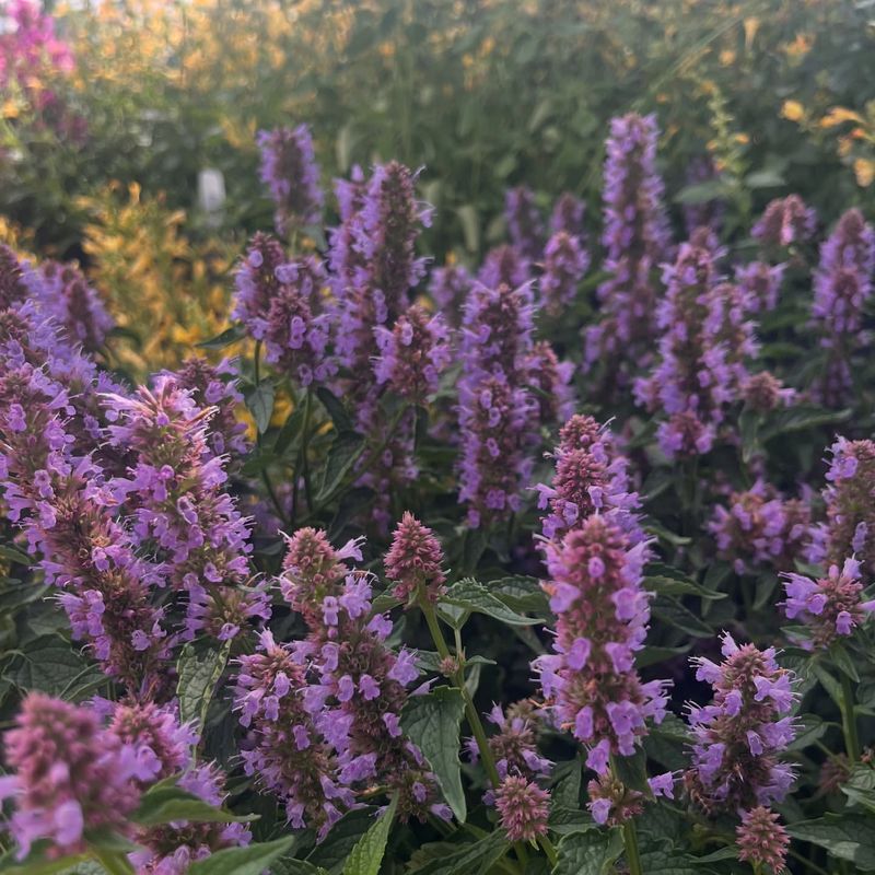 Agastache: Mint-Family Miracle Worker
