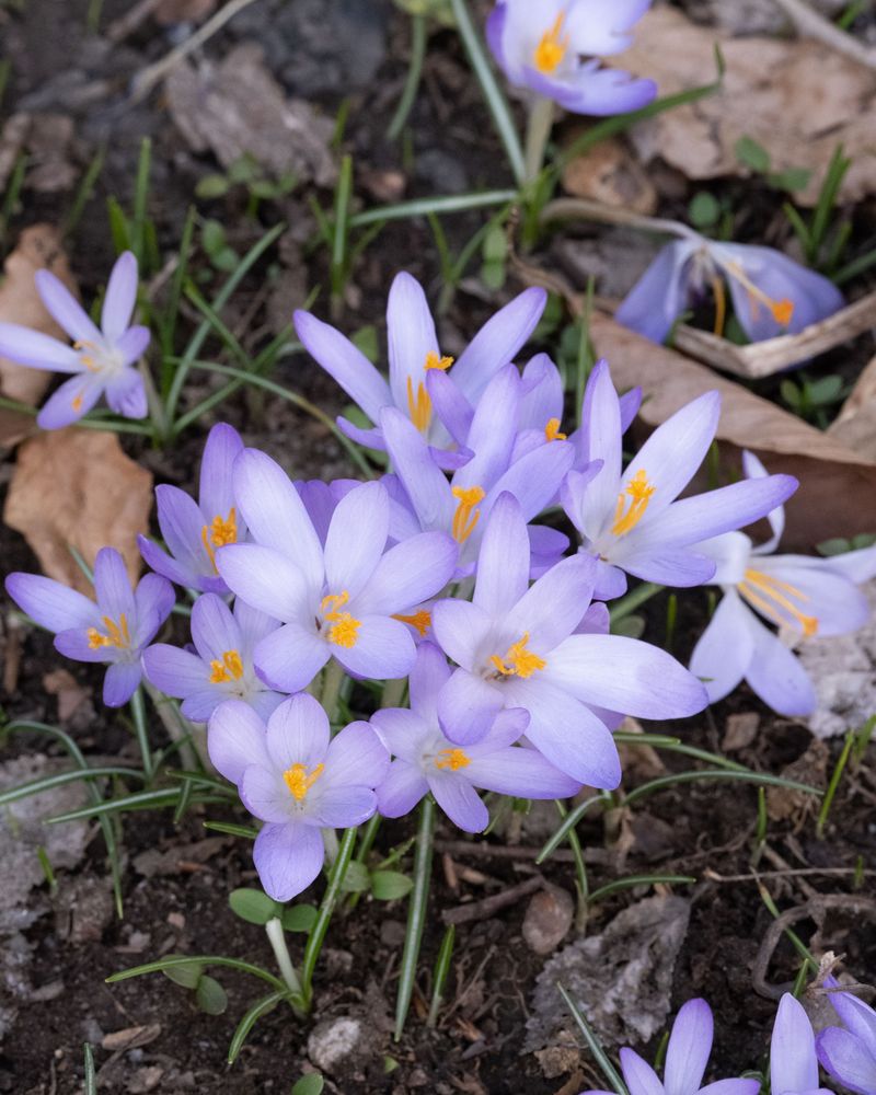 Crocus Tommasinianus