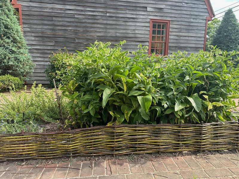Wattle Woven Beds