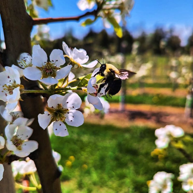 Fruit Trees Need Their Help