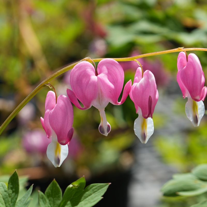 Bleeding Heart