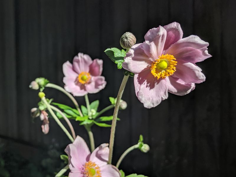 Pink Japanese Anemone