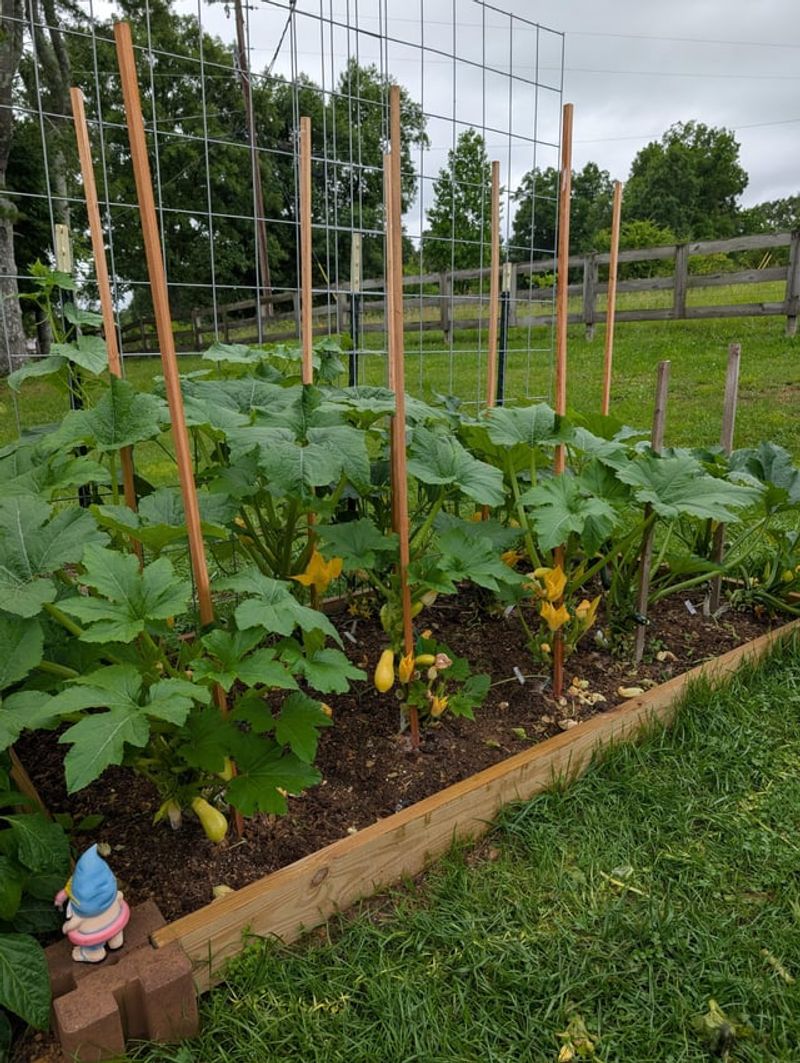 Vegetable Gardens Produce More With Pollinators