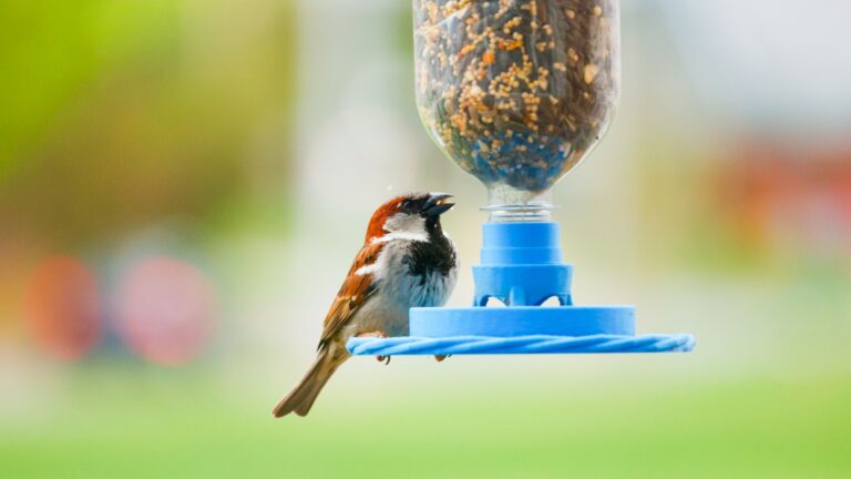 bird on a feeder