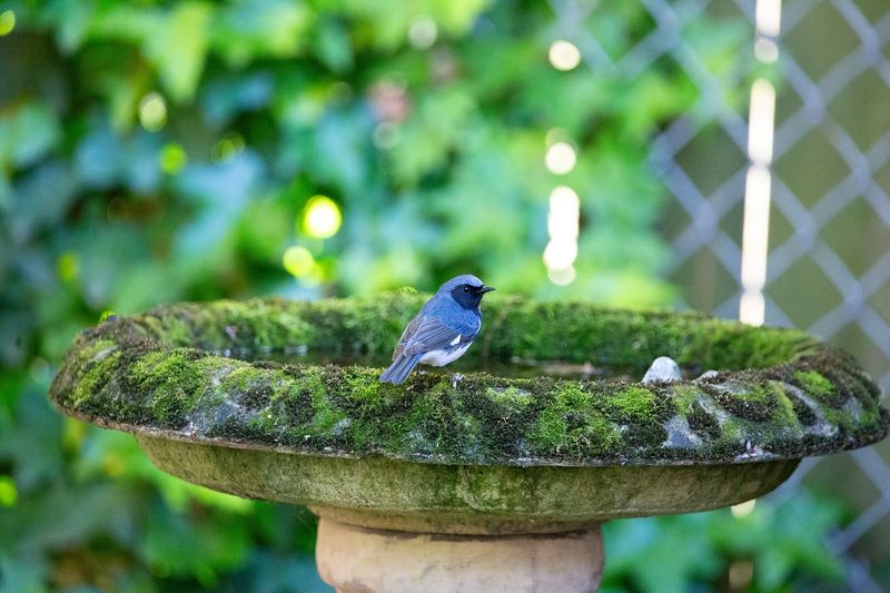Fill Bird Baths Before Noon