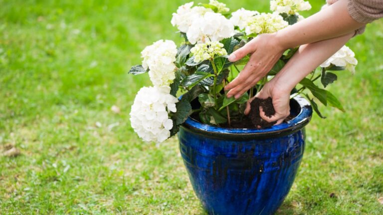 potted hydrangea