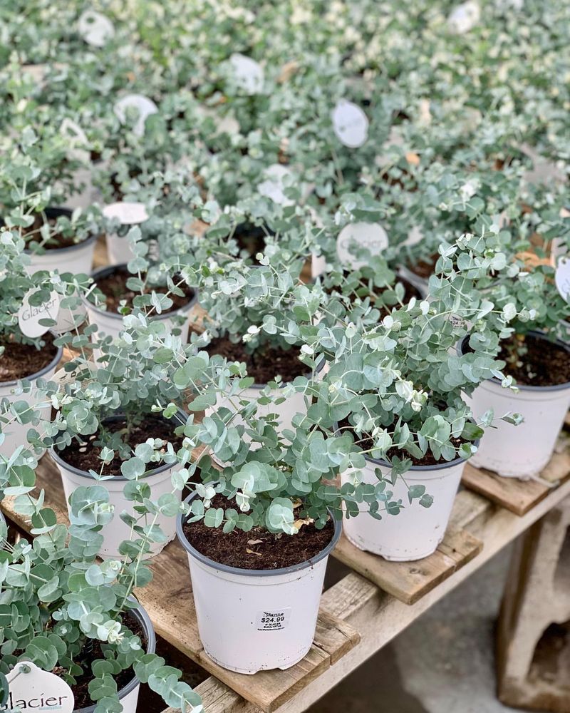Eucalyptus