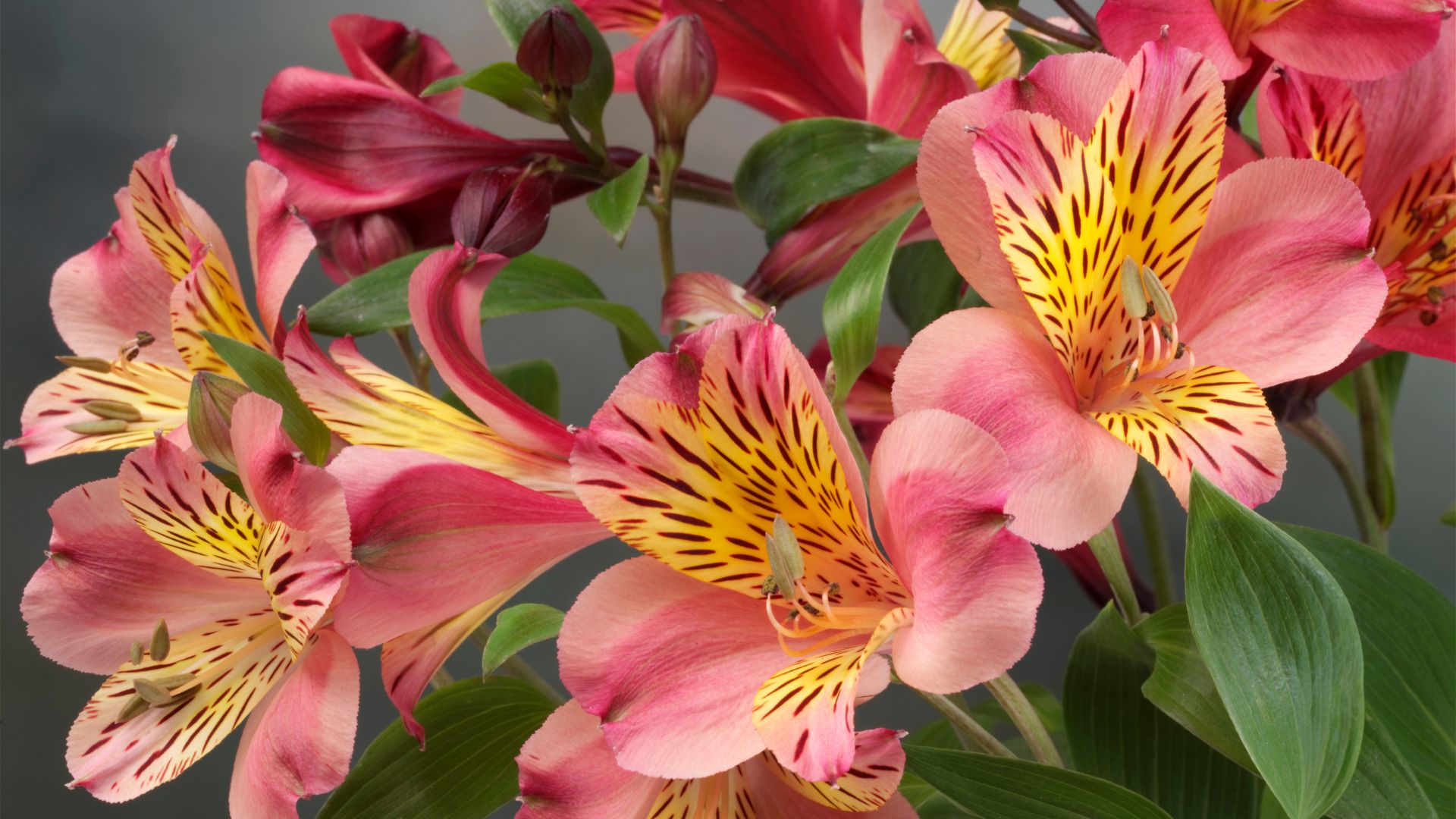 Gardening Mistakes To Avoid While Growing Lilies