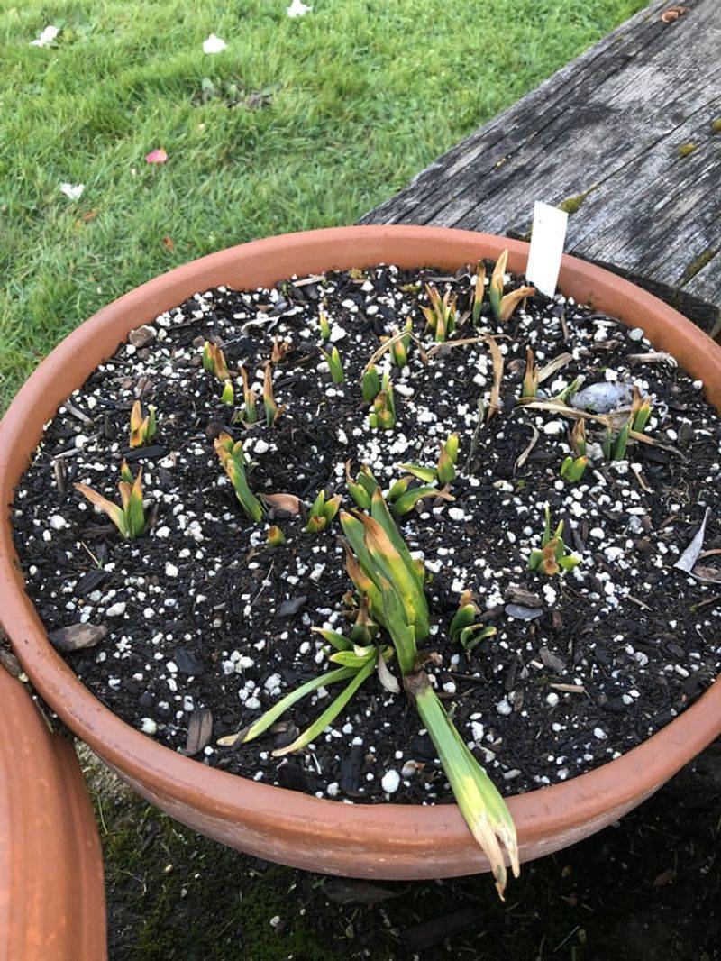 Planting In Waterlogged Soil