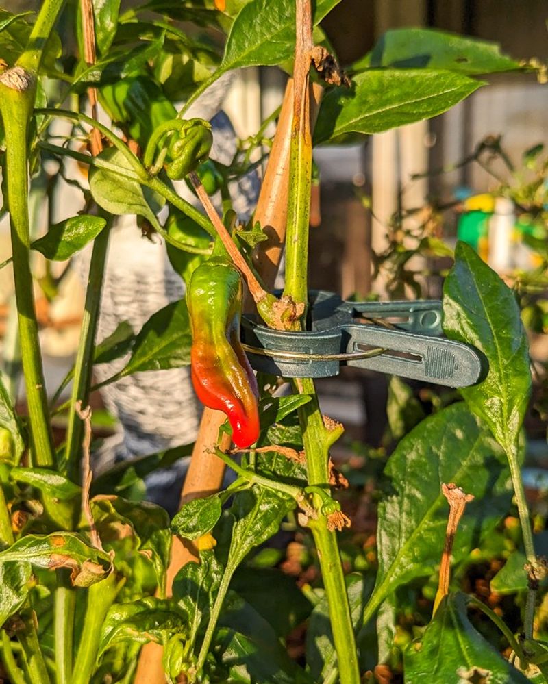 Peppers