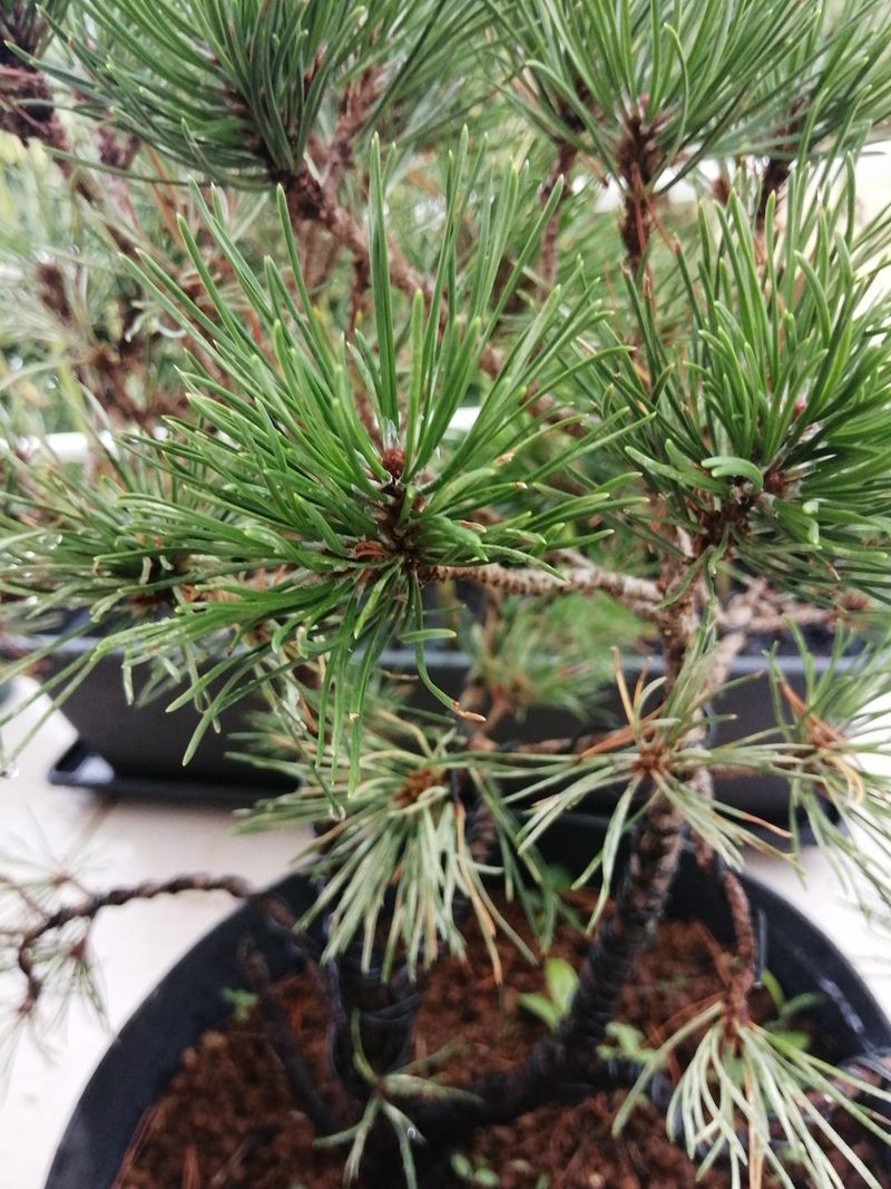 Pine Needle Intensity