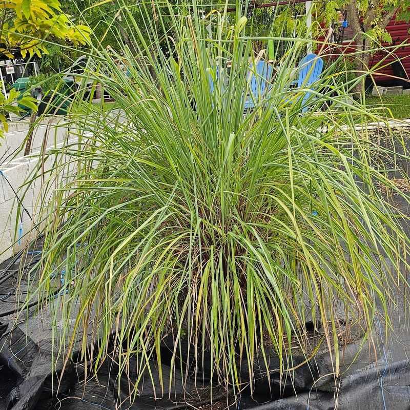 Lemongrass Contains Natural Citronella