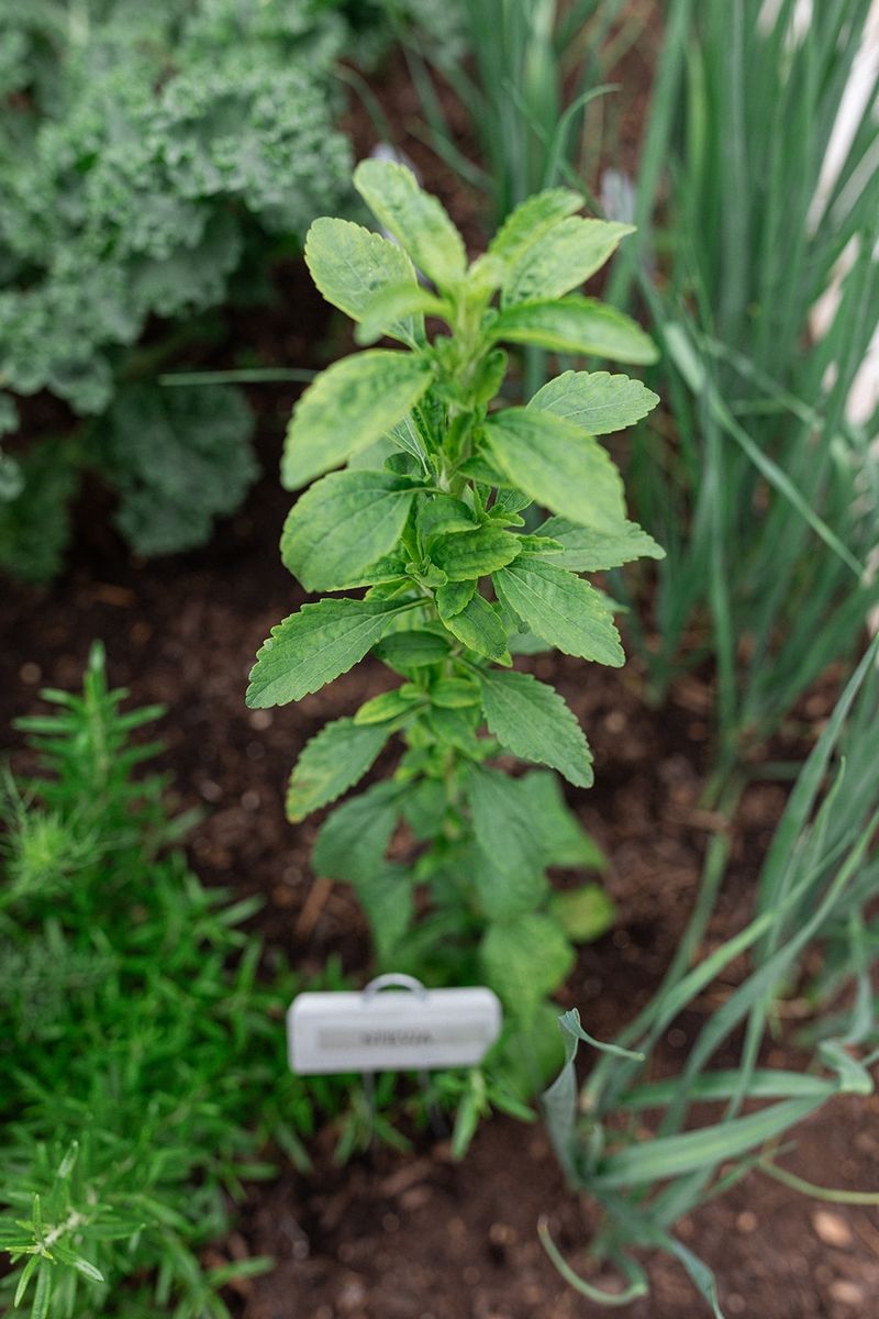 Stevia