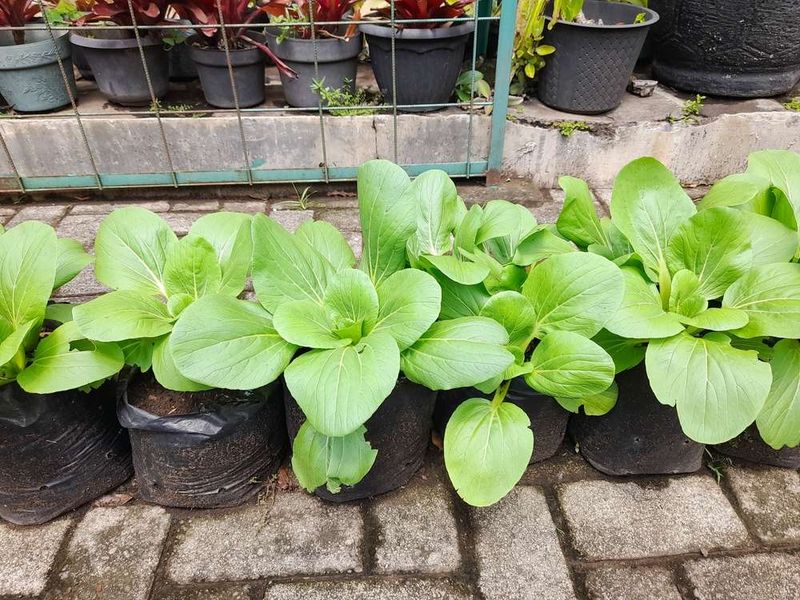 Bok Choy