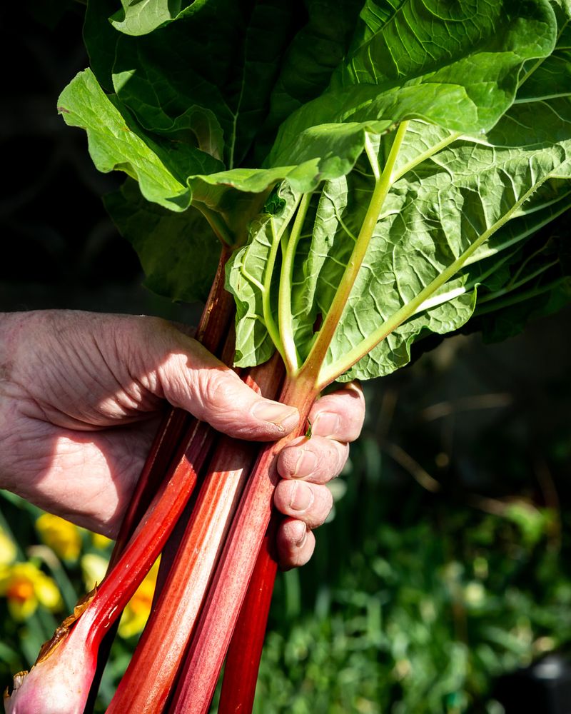 Rhubarb: The Perennial Producer