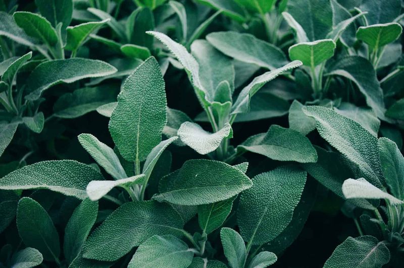 Sage: Aromatic Tick Protection