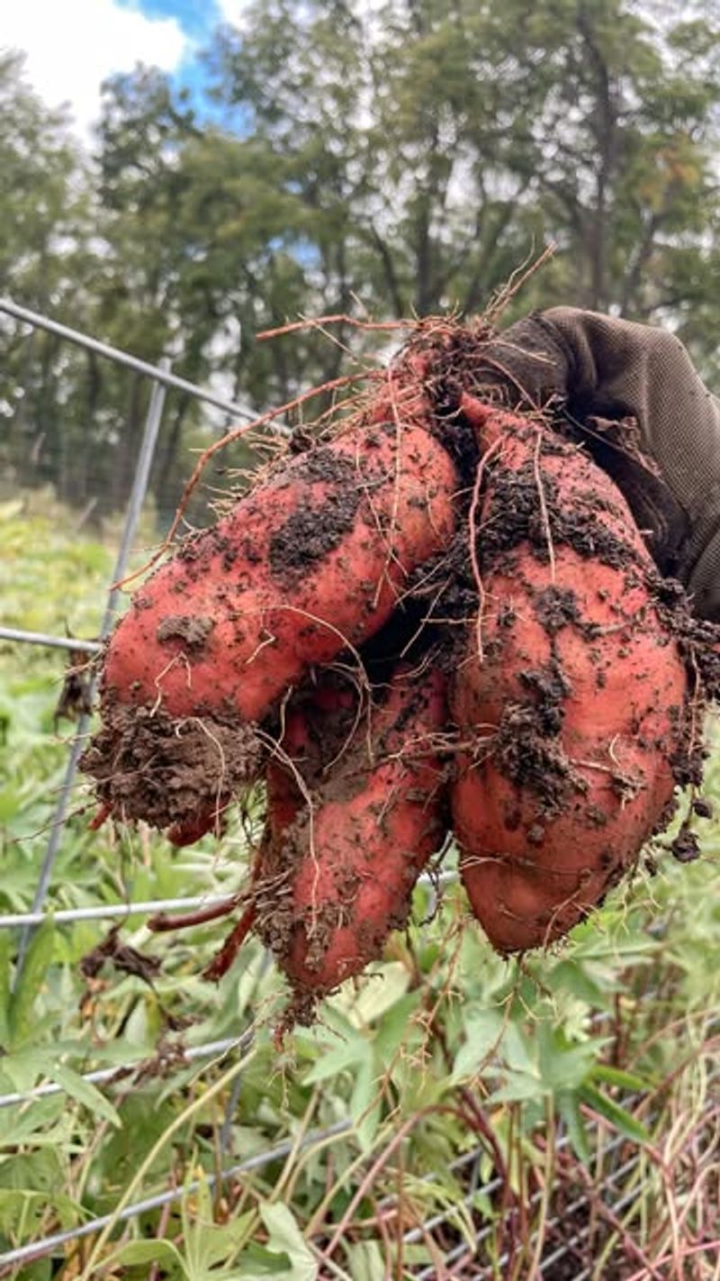 Sweet Potatoes Need Full Season