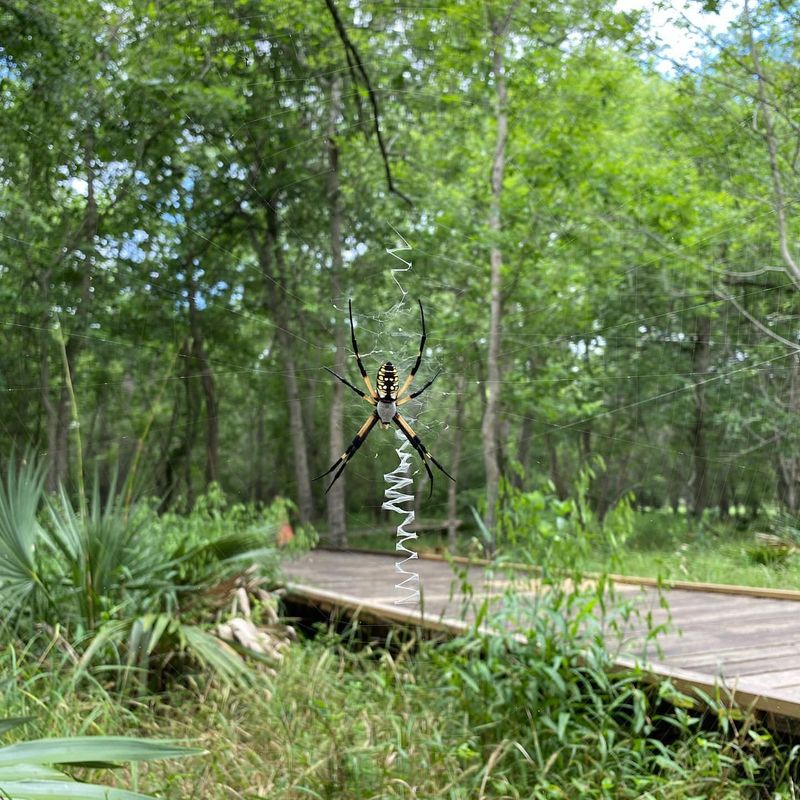Busy Garden Spiders