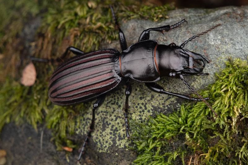 Ground Beetles