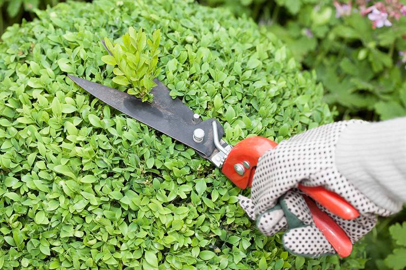 Early Spring: Time for Major Reshaping