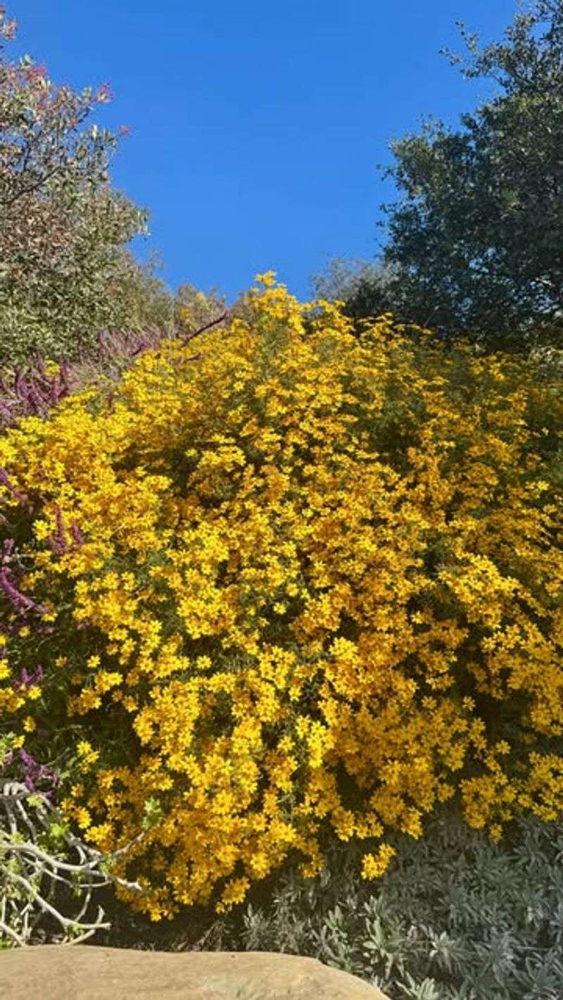 Copper Canyon Daisy