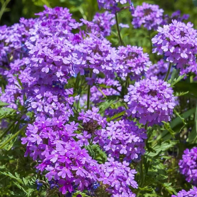 Verbena